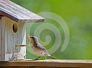 A female Bluebird tried getting a stick into her nest.