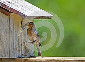 A female Bluebird tried getting a stick into her nest.