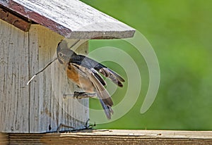 A female Bluebird tried getting a stick into her nest.