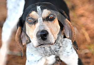 Female Bluetick Coonhound hunting dog with large floppy ears looking up at camera