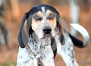 Female Bluetick Coonhound hunting dog with large floppy ears wagging tail