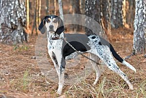 Female Bluetick Coonhound hunting dog outside in woods on leash