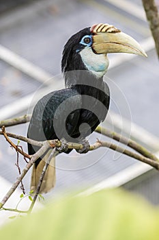 The female Blyth\'s hornbill (Rhyticeros plicatus)