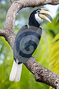 The female Blyth\'s hornbill (Rhyticeros plicatus)