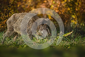 Female boar in autumn