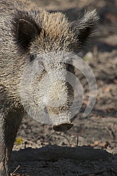 Female Boar Portrait 1