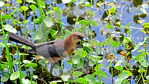 Female boat-tailed grackle bird in wetlands