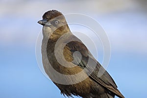 Female boat-tailed grackle closeup