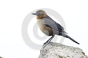 Female Boat-tailed Grackle perched on a rock - Florida