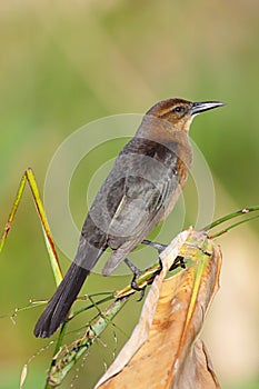 Female Boat-tailed Grackle (Quiscalus major)