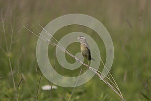 Female  Bobolink Dolichonyx oryzivorus sitting on a branch.