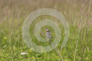 Female  Bobolink Dolichonyx oryzivorus sitting on a branch.