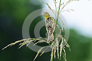 Female Bobolink Perched on a Stalk of Grass