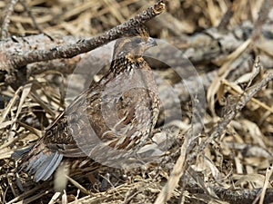 Female Bobwhite Quail