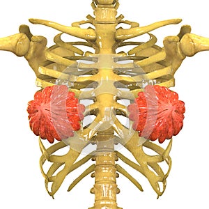 Female Body Organs (Mammary Glands) with Skeleton System