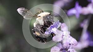 A female Bombus impatiens Common Eastern Bumble Bee feeding in flight!