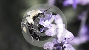 A female Bombus impatiens Common Eastern Bumble Bee flying while feeding on a purple lavender flower