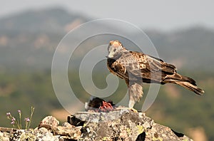 A female Bonelli`s eagle