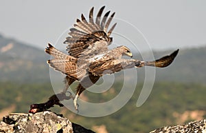 Female Bonelli`s eagle flies with the prey between the claws