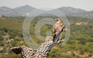 female Bonelli`s eagle observes from her innkeeper in the field photo