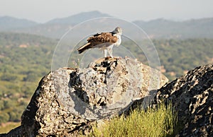 Female Bonelli`s eagle perched with the territory at her back photo