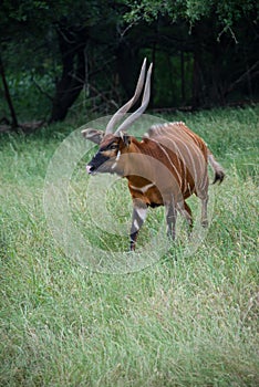 Female Bongo antelope with large horns