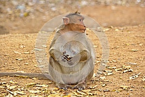 Female Bonnet macaque