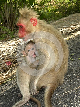Female Bonnet macaque monkey sitting on rocks and feeding baby