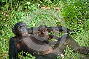 Female bonobo with a baby. Democratic Republic of Congo. Lola Ya BONOBO National Park.