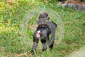 Female bonobo with a baby. Democratic Republic of Congo. Lola Ya BONOBO National Park.