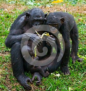 Female bonobo with a baby. Democratic Republic of Congo. Lola Ya BONOBO National Park.