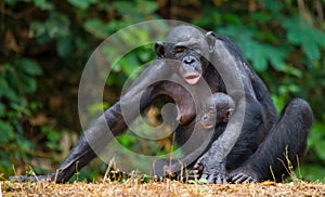 Female bonobo with a baby. Democratic Republic of Congo. Lola Ya BONOBO National Park.