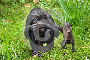 Female bonobo with a baby. Democratic Republic of Congo. Lola Ya BONOBO National Park.