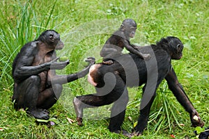 Female bonobo with a baby. Democratic Republic of Congo. Lola Ya BONOBO National Park.