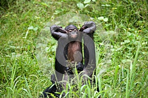 Female bonobo with a baby. Democratic Republic of Congo. Lola Ya BONOBO National Park.