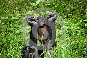 Female bonobo with a baby. Democratic Republic of Congo. Lola Ya BONOBO National Park.