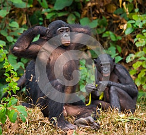 Female bonobo with a baby. Democratic Republic of Congo. Lola Ya BONOBO National Park.