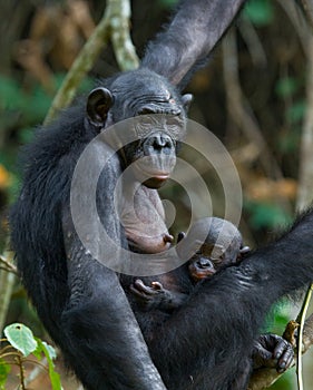 Female bonobo with a baby. Democratic Republic of Congo. Lola Ya BONOBO National Park.