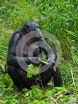 Female bonobo with a baby. Democratic Republic of Congo. Lola Ya BONOBO National Park.