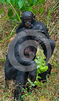 Female bonobo with a baby. Democratic Republic of Congo. Lola Ya BONOBO National Park.