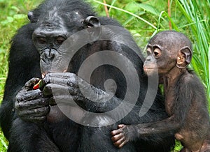 Female bonobo with a baby. Democratic Republic of Congo. Lola Ya BONOBO National Park. photo