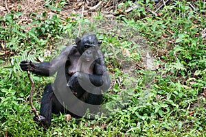 Female bonobo sitting and leaning on a shaft