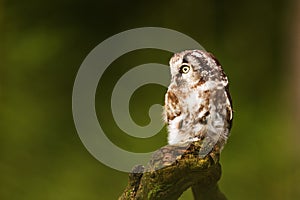 Female boreal owl or Tengmalm`s owl Aegolius funereus resting on an old tree stump