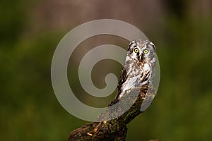 Female boreal owl or Tengmalm`s owl Aegolius funereus resting on the old tree stump