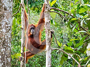 Female Borneo Orangutan at the Semenggoh Nature Reserve, Kuching, Malaysia