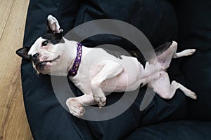 Female Boston Terrier lying on her back on a soft black pet bed, seen from above