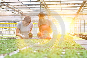 Female botanists examining over seedlings in greenhouse