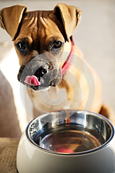 Female boxer puppy licking her lips after meal