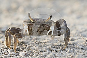 Female brackish water fiddler crab