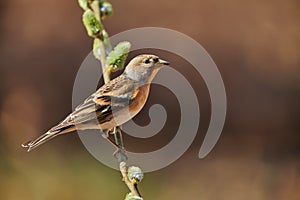 Female brambling Fringilla montifringilla in winter